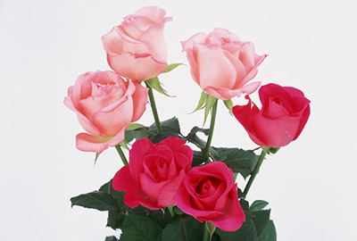 Rose（バラ）
